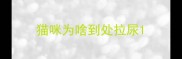 猫咪为啥到处拉尿