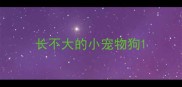 长不大的小宠物狗
