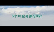 5个月金毛换牙吗