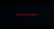 幼犬金毛多久驱虫