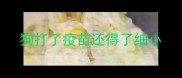 狗打了疫苗还得了细小