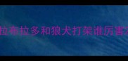 拉布拉多和狼犬打架谁厉害
