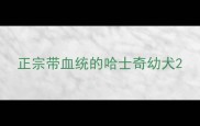 正宗带血统的哈士奇幼犬