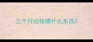 三个月边牧喂什么东西