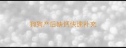 狗狗产后缺钙快速补充