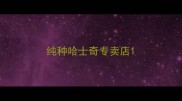 纯种哈士奇专卖店