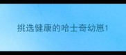 挑选健康的哈士奇幼崽