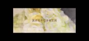 黑色拉布拉多有皮屑