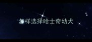 怎样选择哈士奇幼犬
