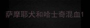 萨摩耶犬和哈士奇混血
