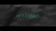 如何训练金毛握手