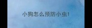 小狗怎么预防小虫