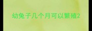 幼兔子几个月可以繁殖