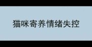 猫咪寄养情绪失控