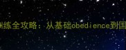 拉布拉多冠军犬训练全攻略从基础obedience到国际赛事晋级指南
