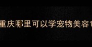 重庆哪里可以学宠物美容