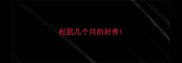 松鼠几个月的好养