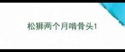 松狮两个月啃骨头