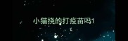 小猫挠的打疫苗吗