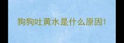 狗狗吐黄水是什么原因