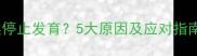 猫咪怀孕突然停止发育5大原因及应对指南新手必看