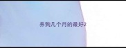 养狗几个月的最好