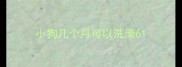 小狗几个月可以洗澡6