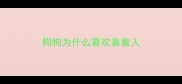 狗狗为什么喜欢靠着人