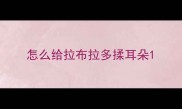 怎么给拉布拉多揉耳朵