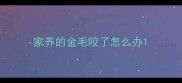 家养的金毛咬了怎么办