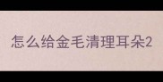 怎么给金毛清理耳朵