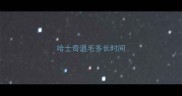 哈士奇退毛多长时间