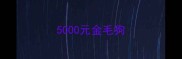 5000元金毛狗