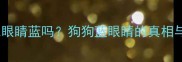 哈士奇幼崽眼睛蓝吗狗狗蓝眼睛的真相与养护指南
