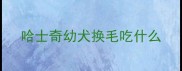 哈士奇幼犬换毛吃什么