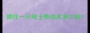 抓住一只哈士奇幼犬多少钱