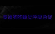 泰迪狗狗睡觉呼吸急促