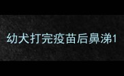 幼犬打完疫苗后鼻涕