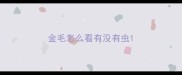 金毛怎么看有没有虫