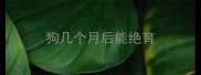 狗几个月后能绝育