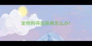 宠物狗得皮肤病怎么办