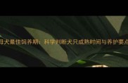拉布拉多母犬最佳饲养期科学判断犬只成熟时间与养护要点宠物百科