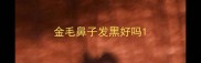 金毛鼻子发黑好吗