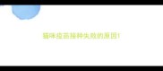 猫咪疫苗接种失败的原因