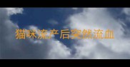 猫咪流产后突然流血