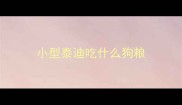 小型泰迪吃什么狗粮