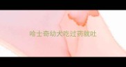 哈士奇幼犬吃过药就吐