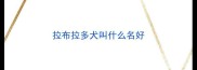 拉布拉多犬叫什么名好