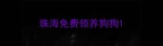 珠海免费领养狗狗