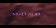 小狗疫苗打好多久可以出门